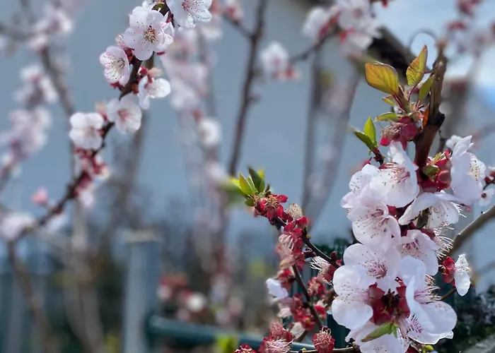 Appartement Daniela *