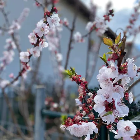 Apartamento Daniela *